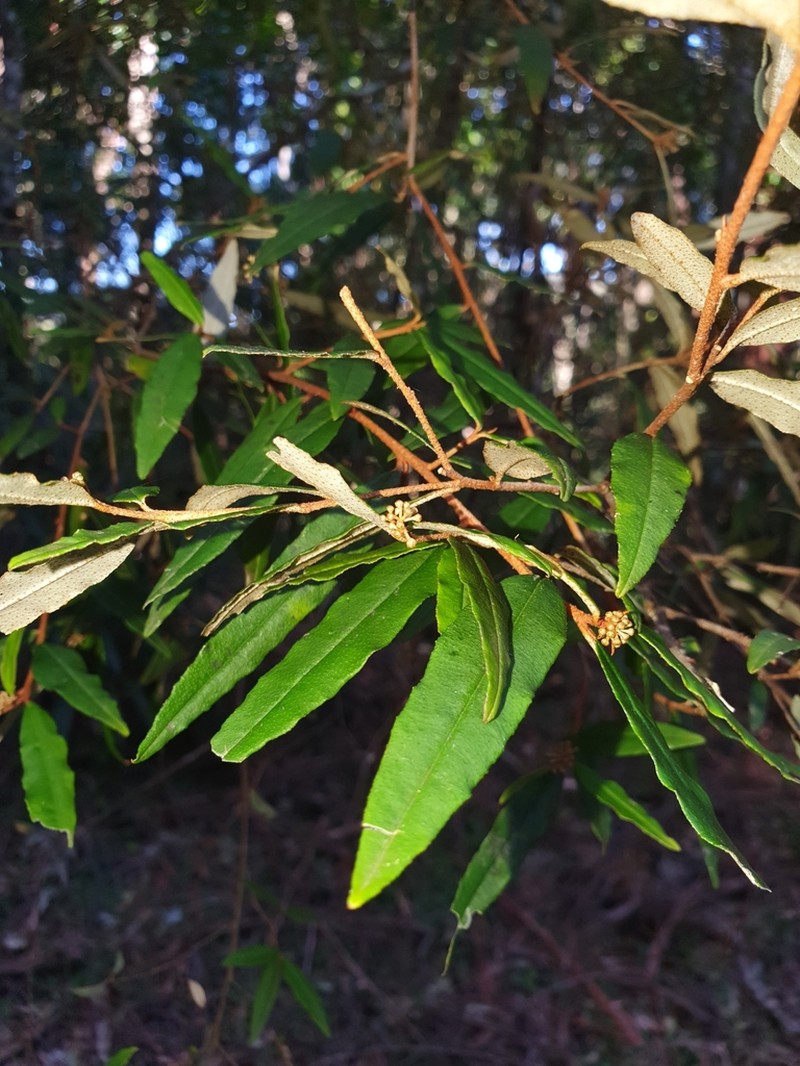 Phebalium sylvaticum photo 2