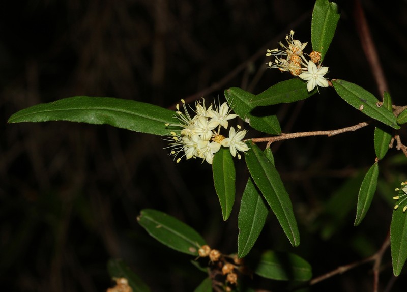 Phebalium sylvaticum photo 3