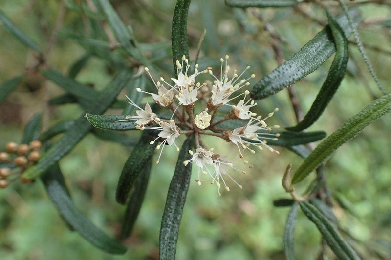 Phebalium verrucosum