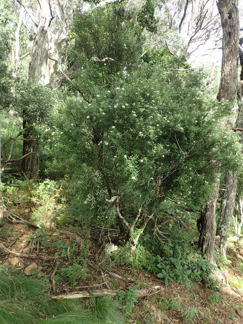 Phebalium verrucosum photo 2