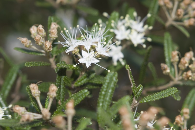 Phebalium verrucosum photo 3