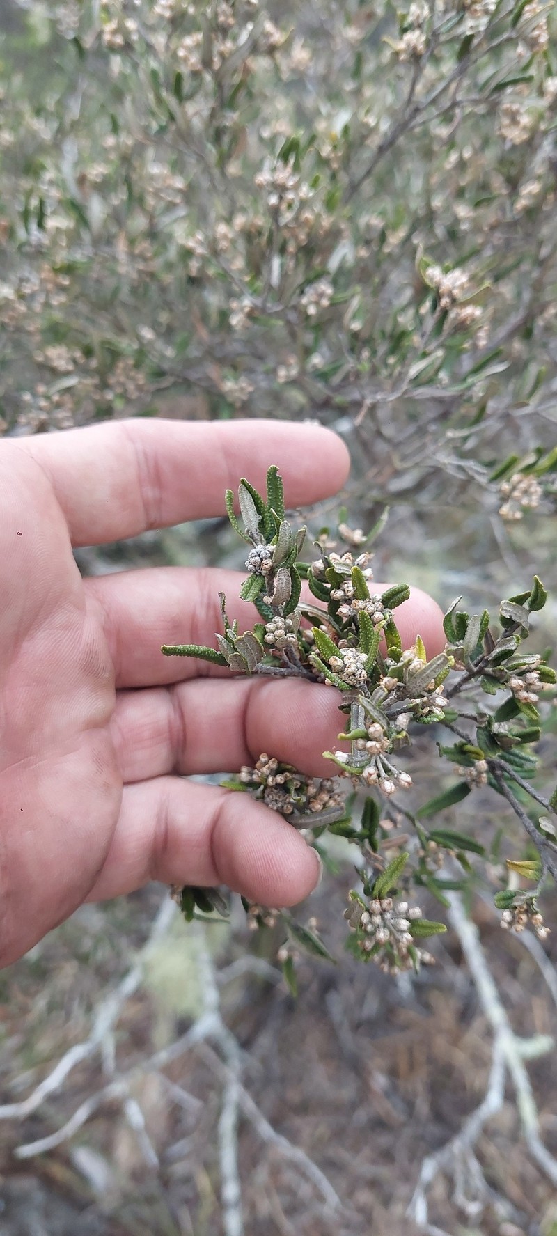 Phebalium verrucosum photo 4