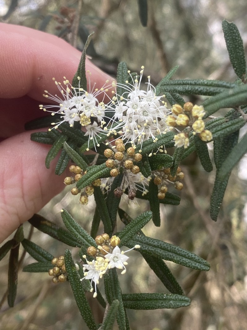 Phebalium verrucosum photo 5