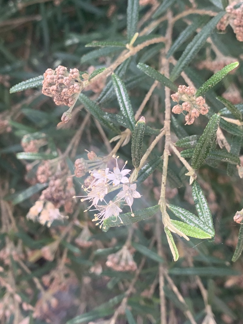 Phebalium verrucosum photo 6