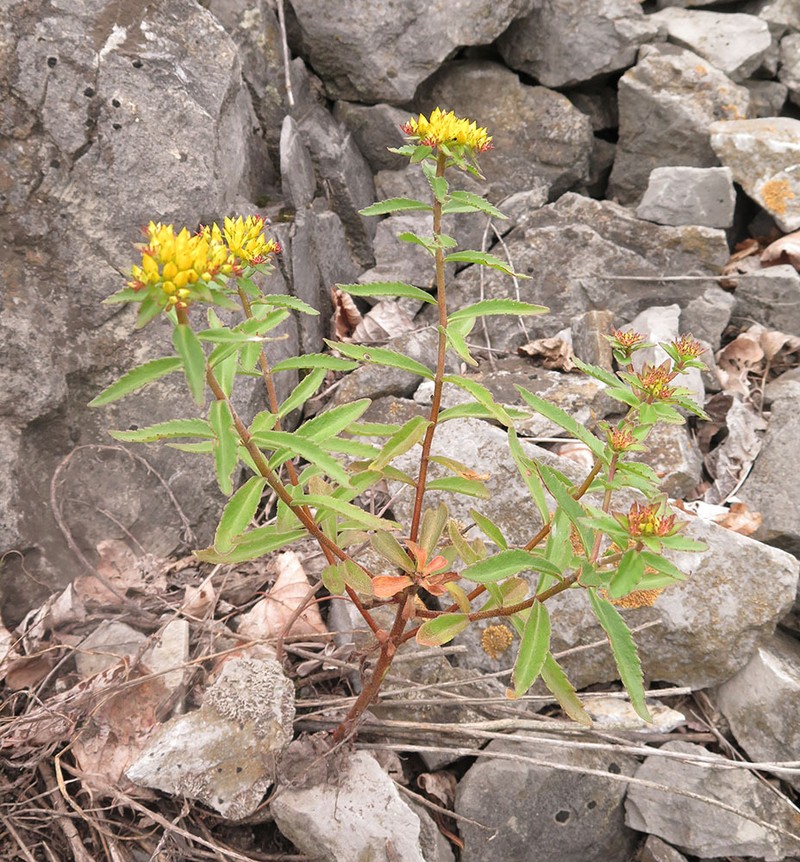 Phedimus × pilosus