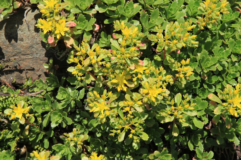 hybrid stonecrop photo 3