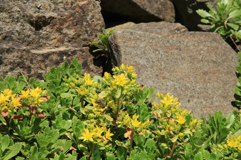 hybrid stonecrop photo 4