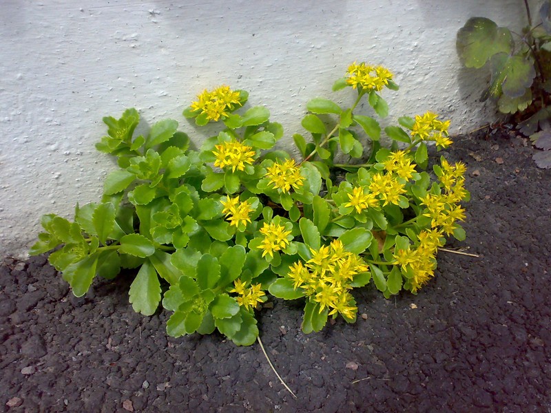 hybrid stonecrop photo 5
