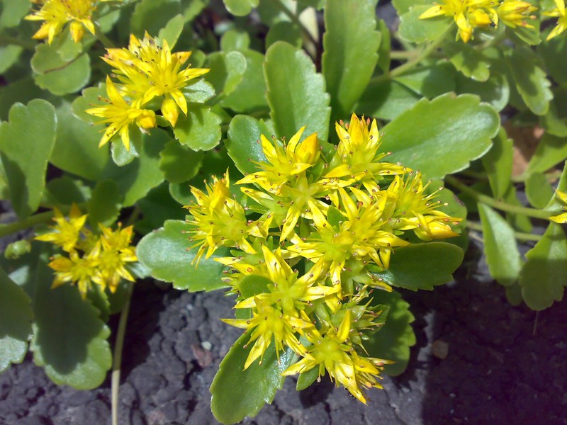 Hybrid Stonecrop