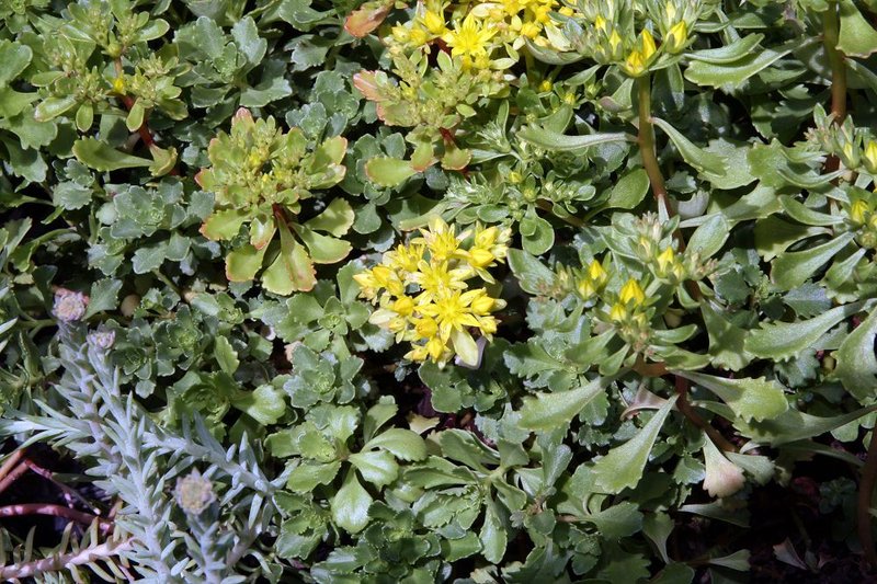 hybrid stonecrop photo 6