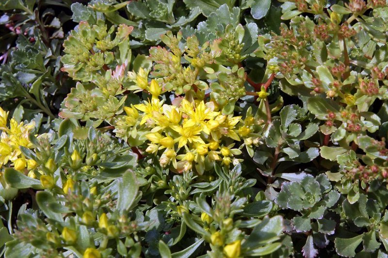 hybrid stonecrop photo 7