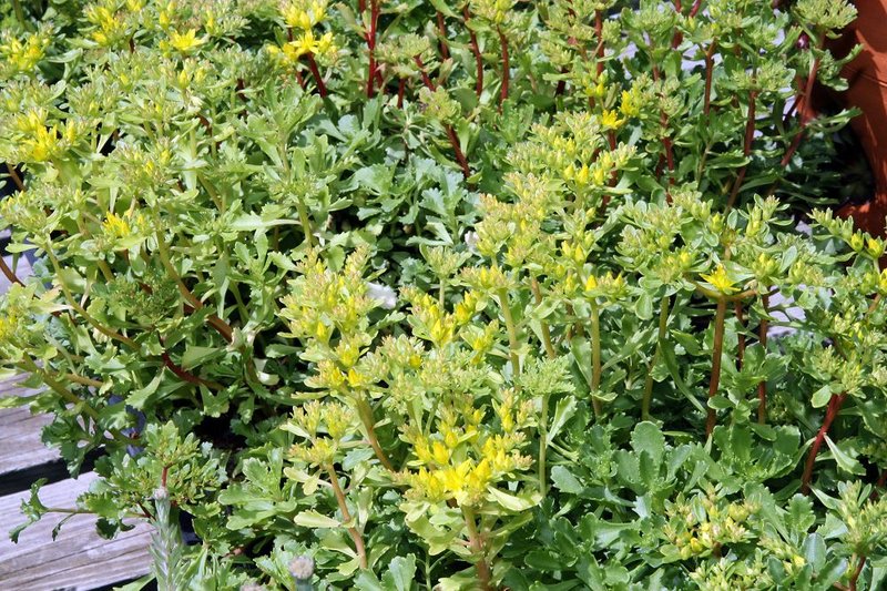 hybrid stonecrop photo 8