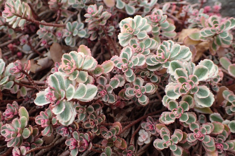 Caucasian Stonecrop photo 2