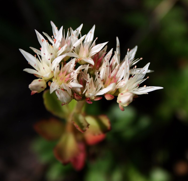 Caucasian Stonecrop photo 3