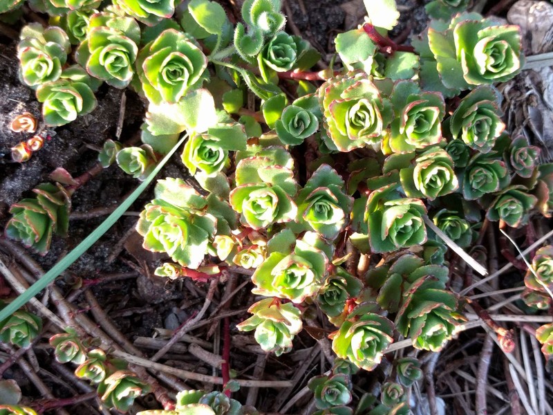 Caucasian Stonecrop photo 4