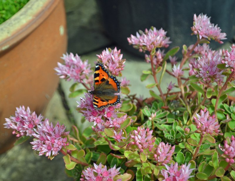 Caucasian Stonecrop photo 5