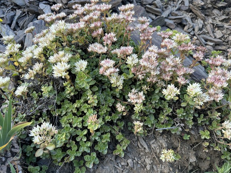 Caucasian Stonecrop photo 6