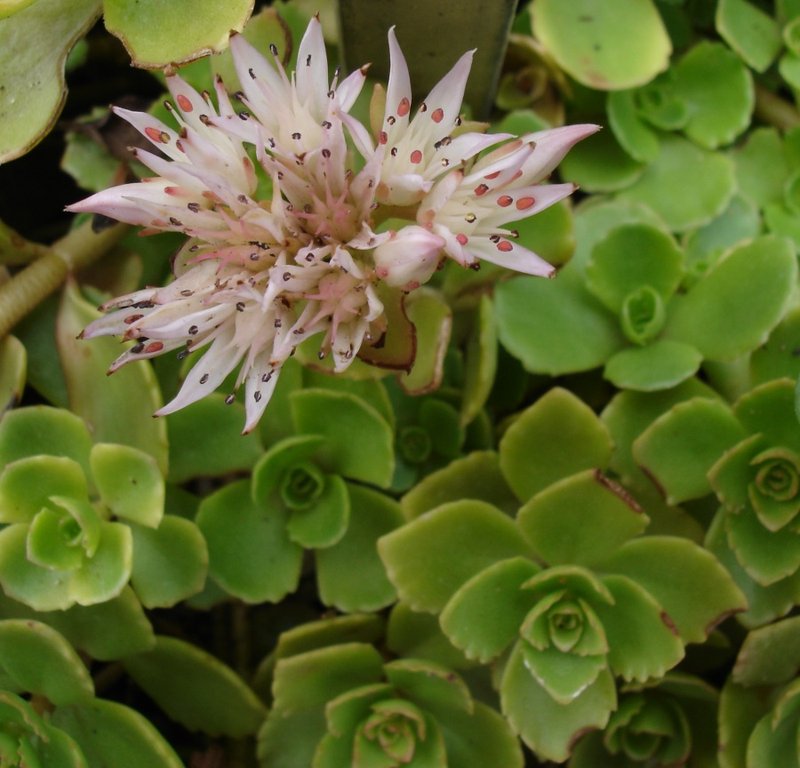 Caucasian Stonecrop photo 7