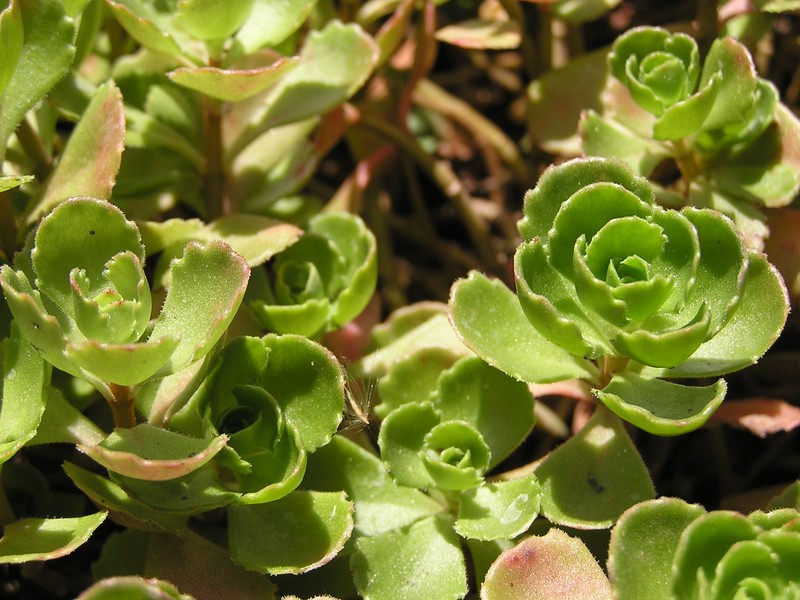 Caucasian Stonecrop photo 8