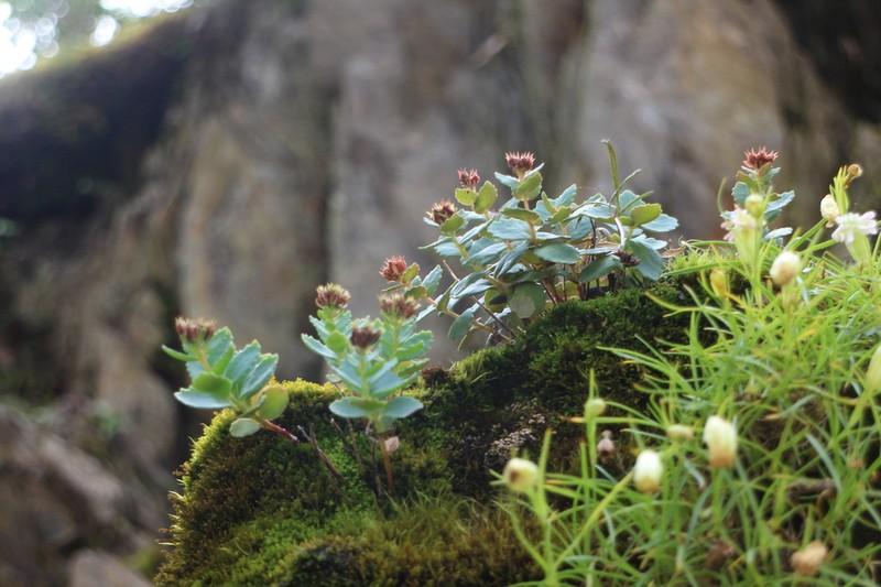 Phedimus subcapitatum