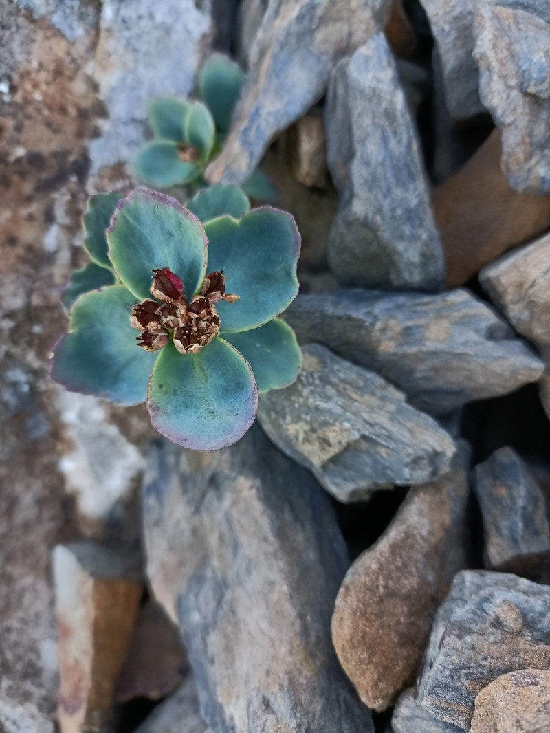 Phedimus subcapitatum photo 2