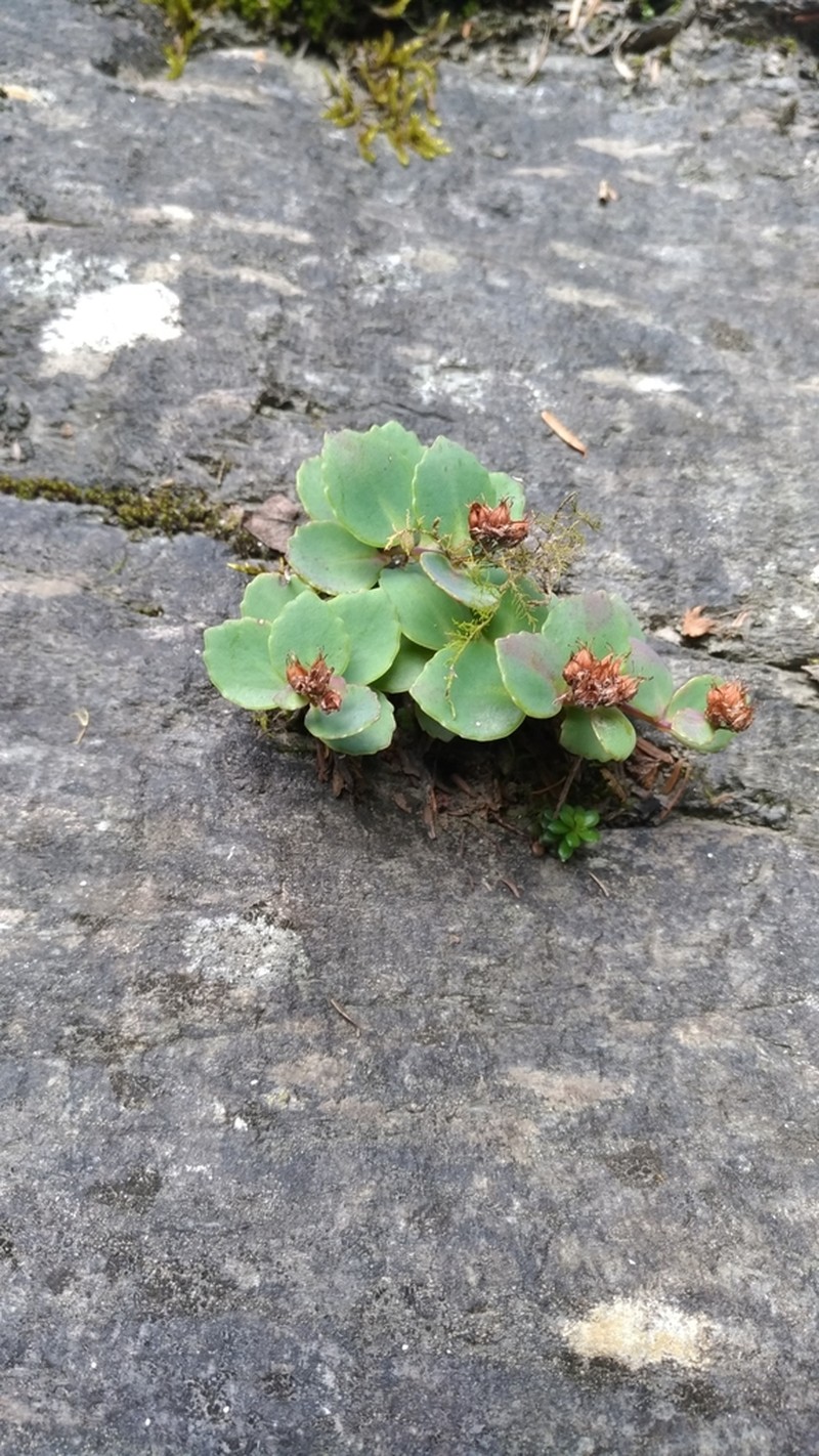 Phedimus subcapitatum photo 3