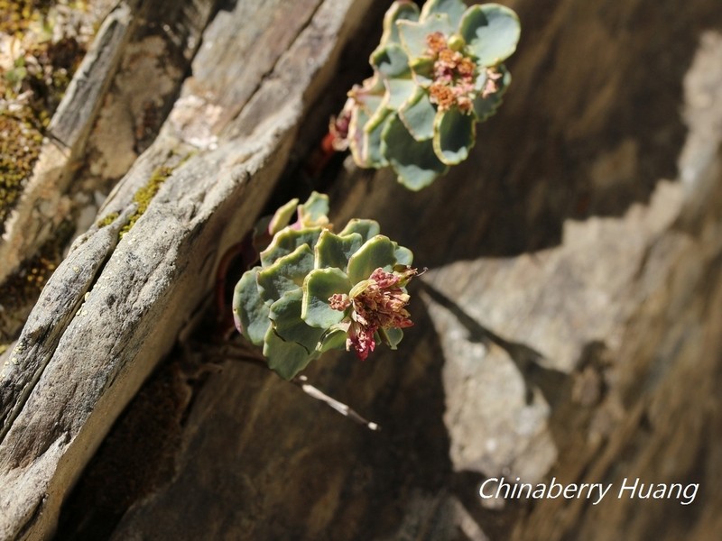Phedimus subcapitatum photo 4