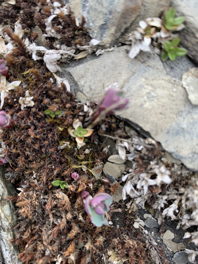 Phedimus subcapitatum photo 5