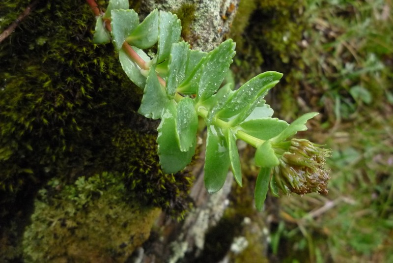 Phedimus subcapitatum photo 6