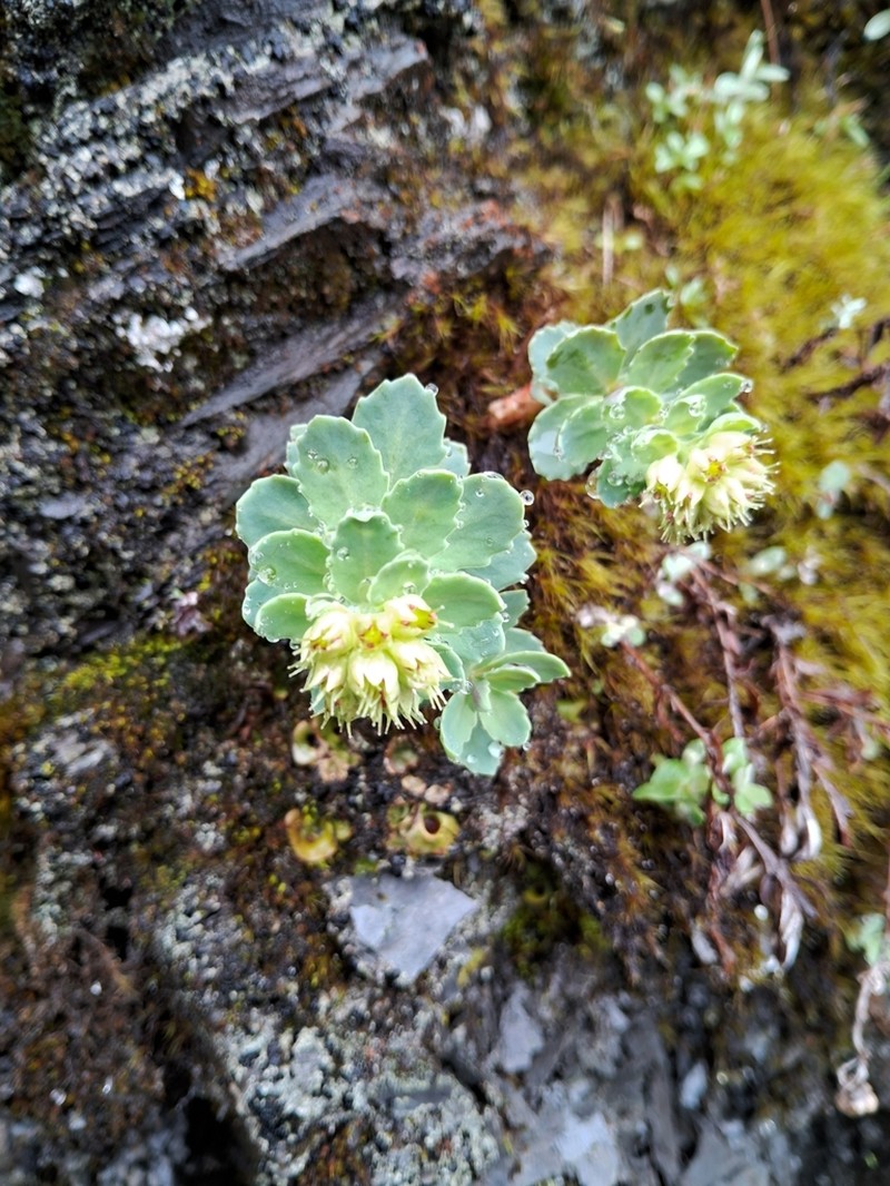 Phedimus subcapitatum photo 7