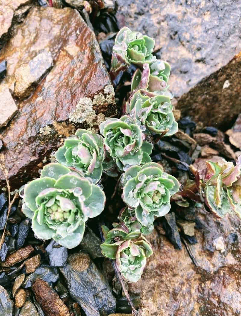 Phedimus subcapitatum photo 8