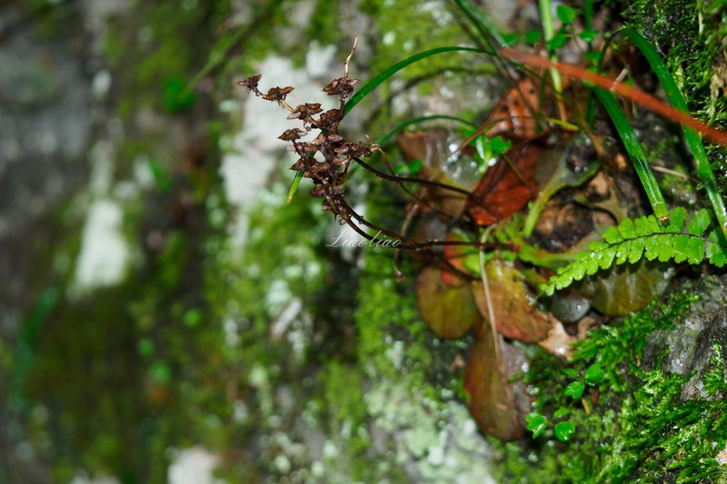 Phedimus yangshanicus