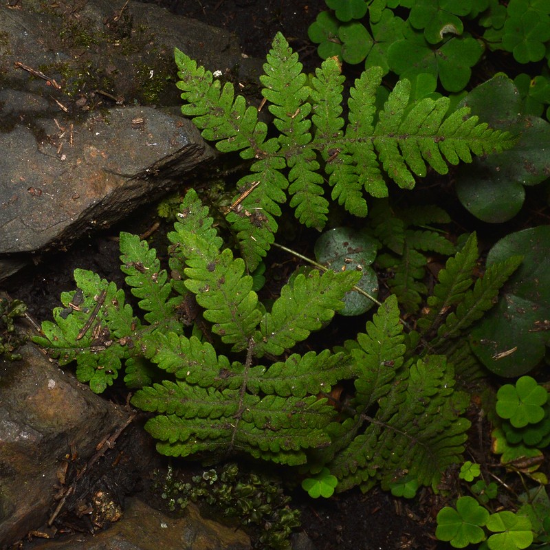 Long Beechfern photo 4