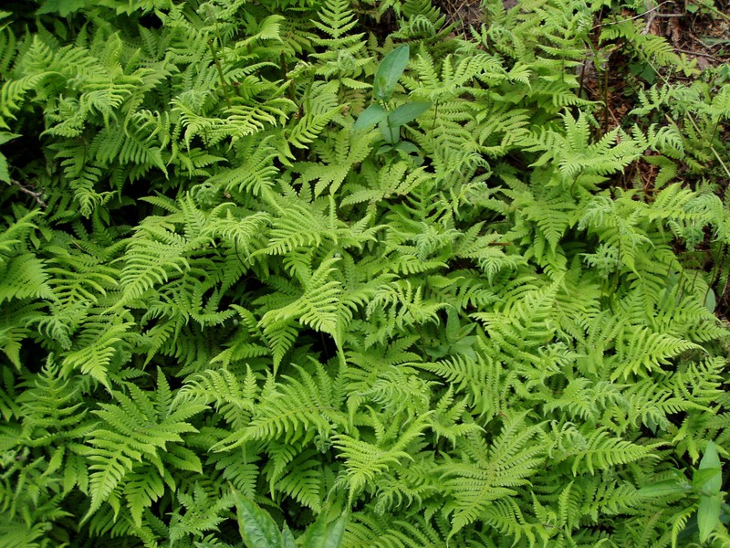 Long Beechfern