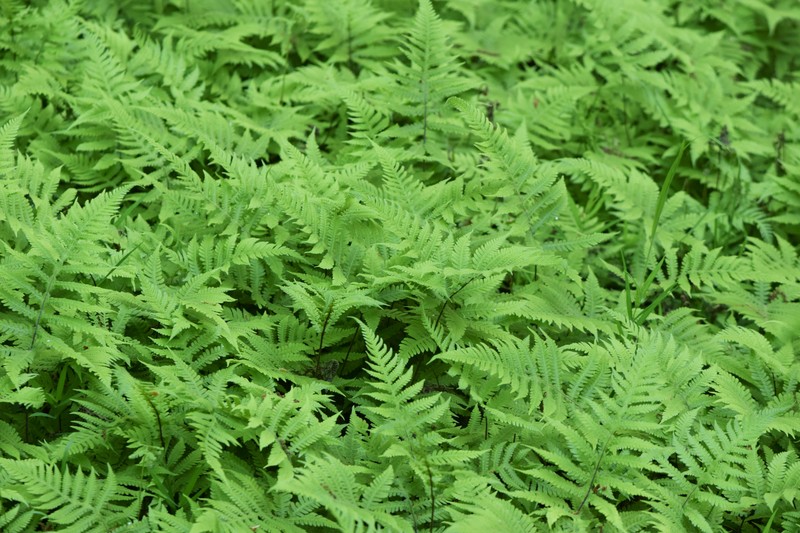 Long Beechfern photo 2