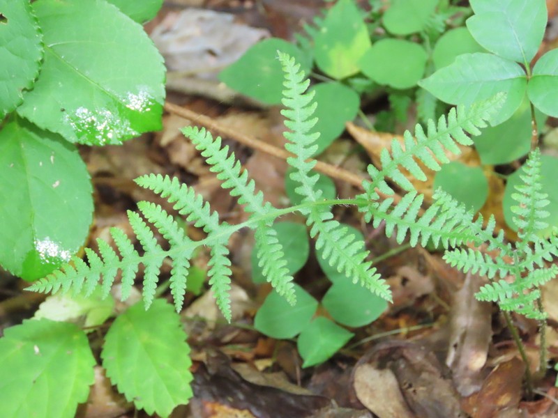 Long Beechfern photo 3