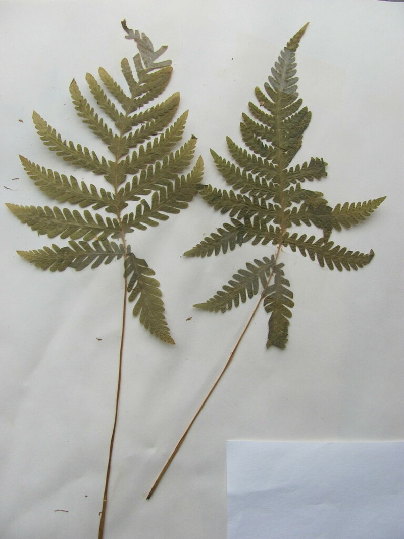 Long Beechfern photo 4