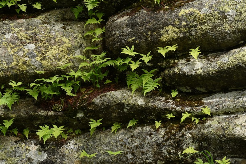 Long Beechfern photo 5