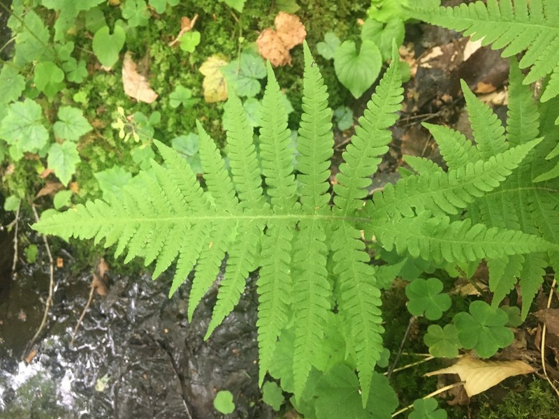 Long Beechfern photo 6
