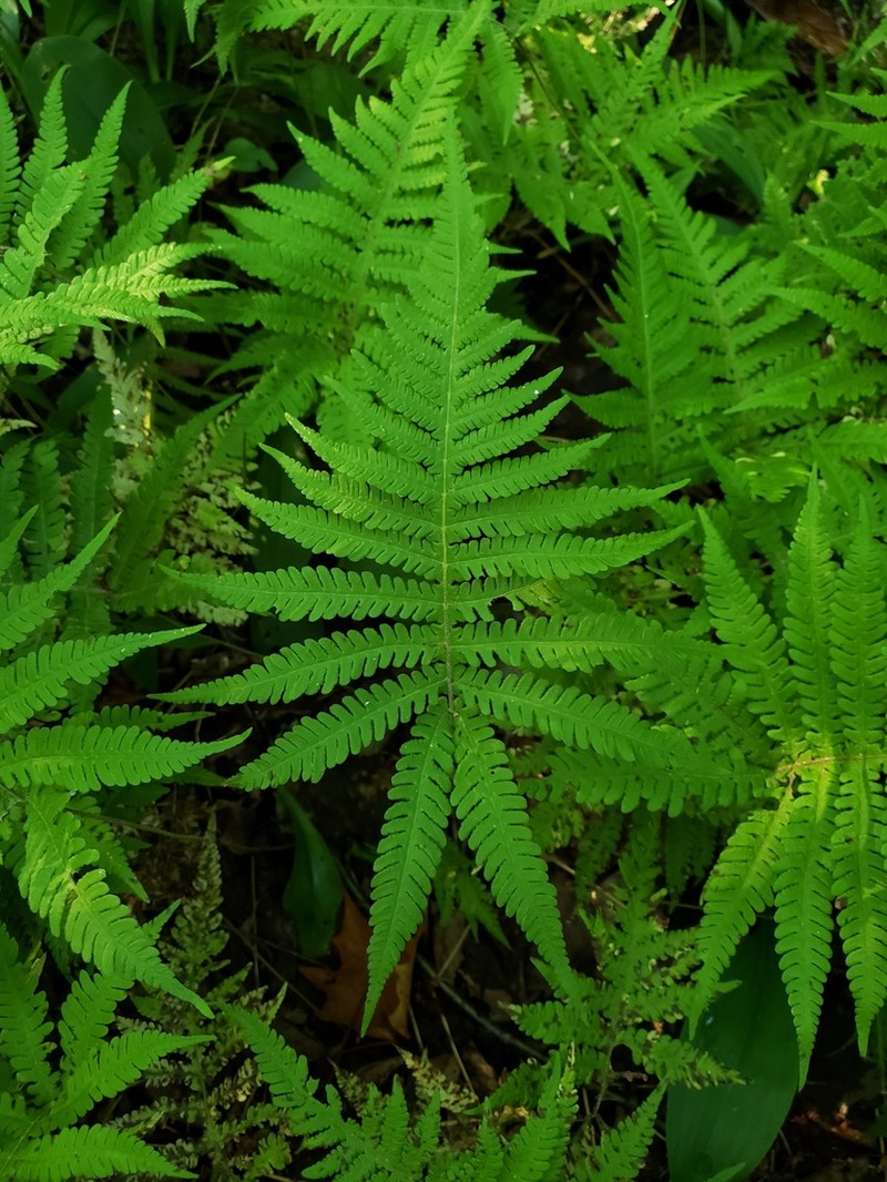 Long Beechfern photo 7