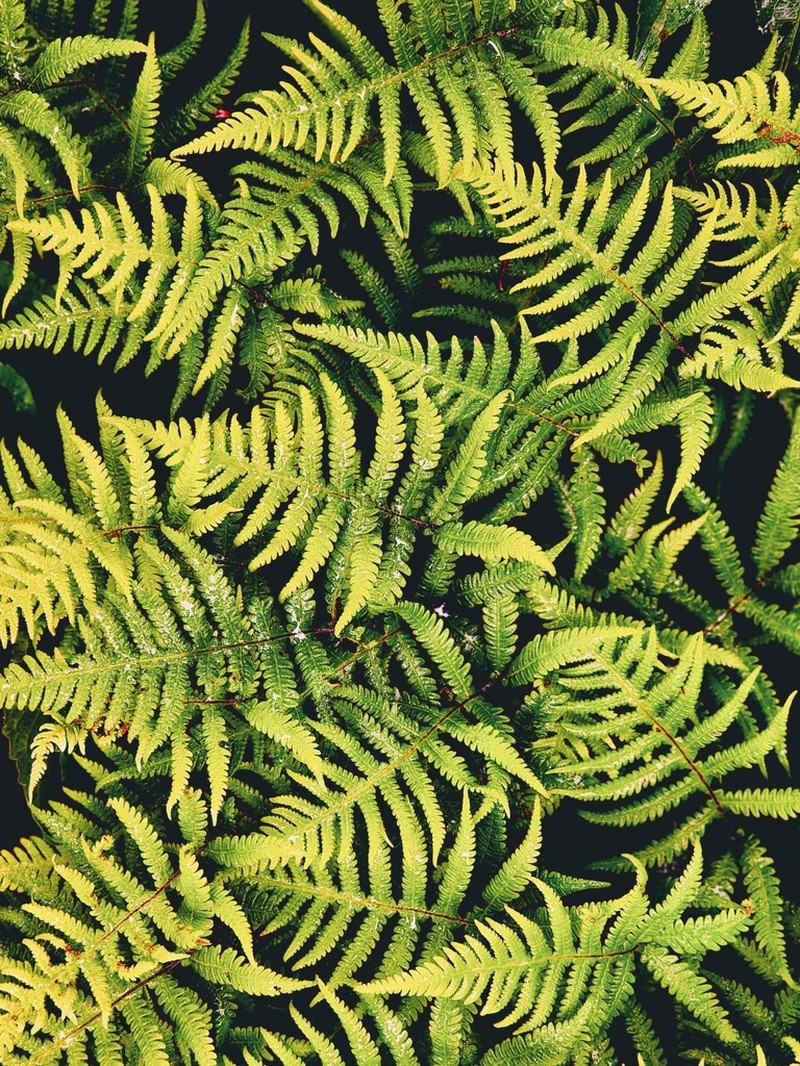 Long Beechfern photo 8