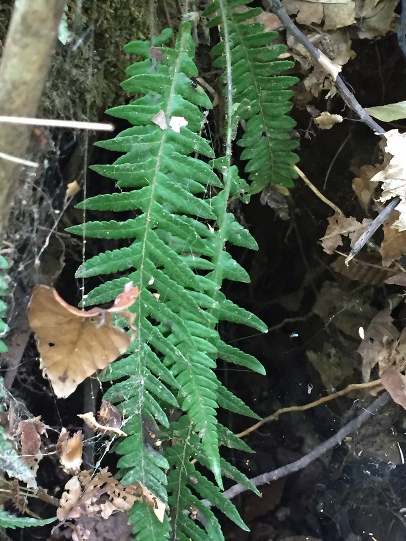 Phegopteris decursive-pinnata