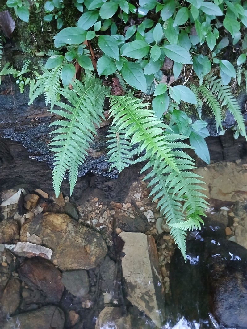 Phegopteris decursive-pinnata photo 2
