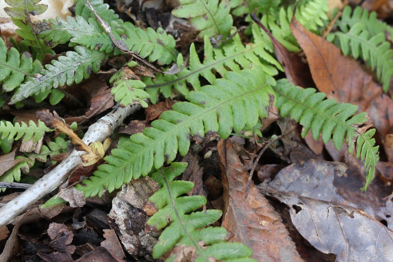 Phegopteris decursive-pinnata photo 3