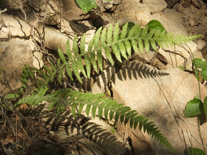 Phegopteris decursive-pinnata photo 4