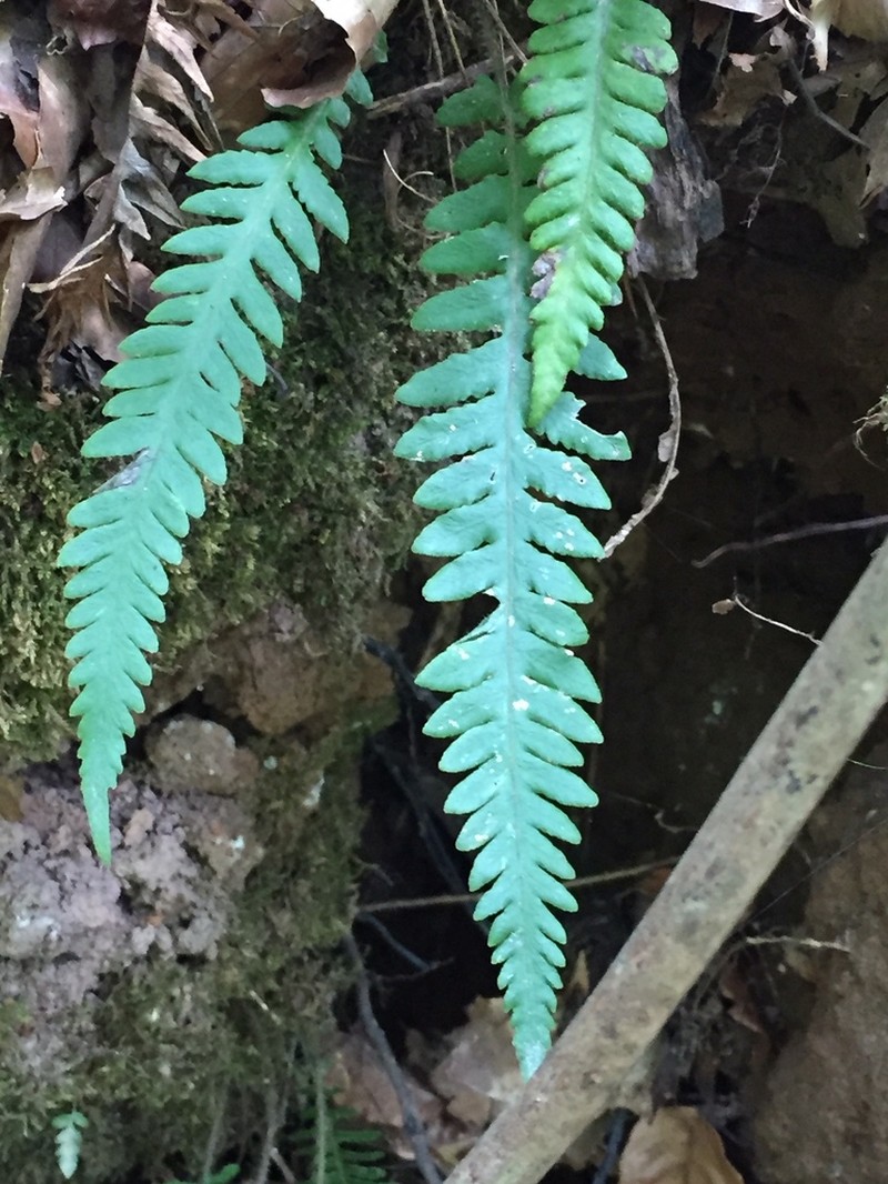 Phegopteris decursive-pinnata photo 5