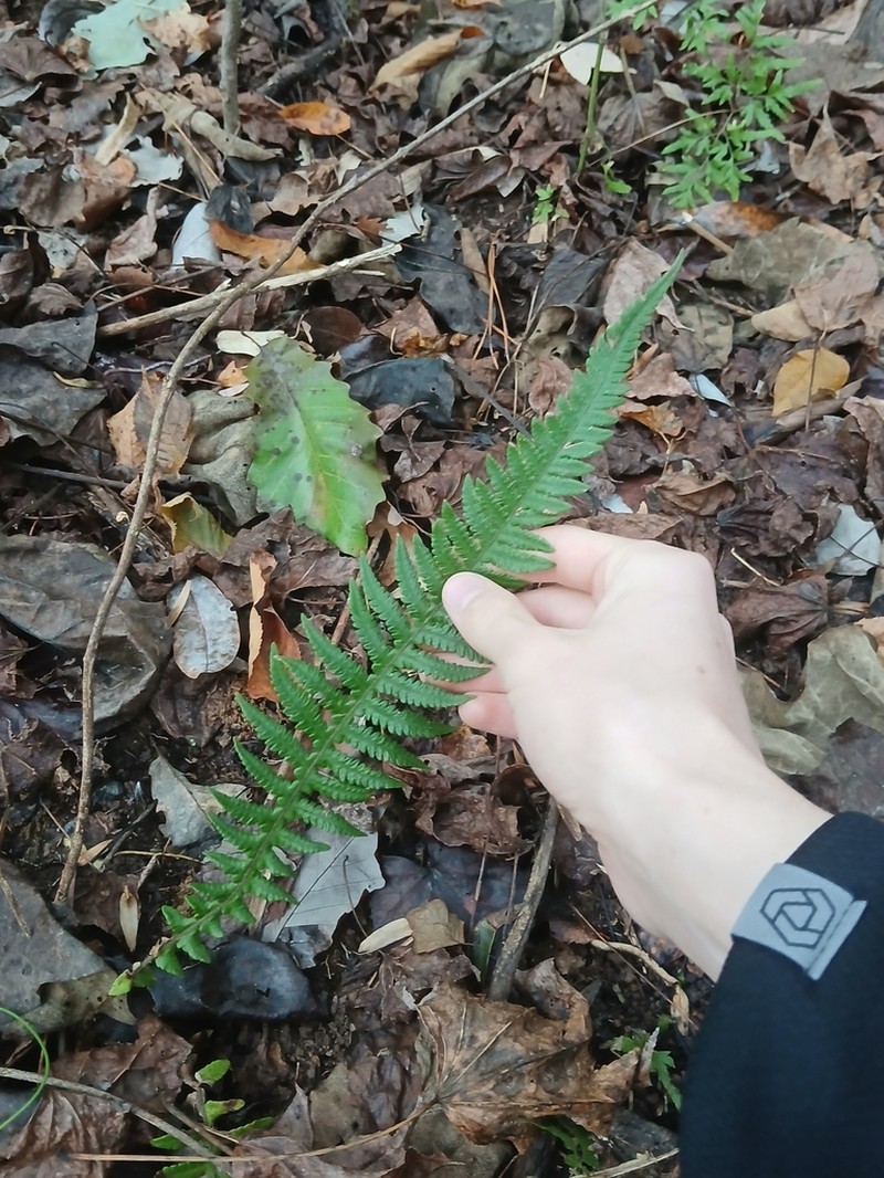 Phegopteris decursive-pinnata photo 6