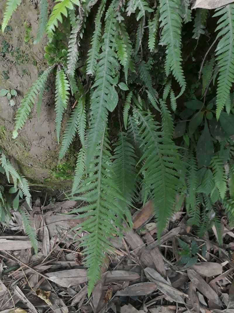 Phegopteris decursive-pinnata photo 7