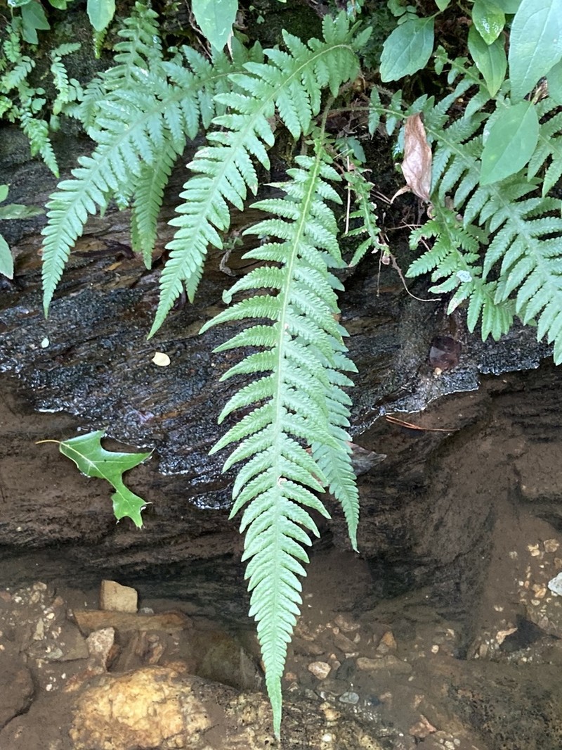 Phegopteris decursive-pinnata photo 8