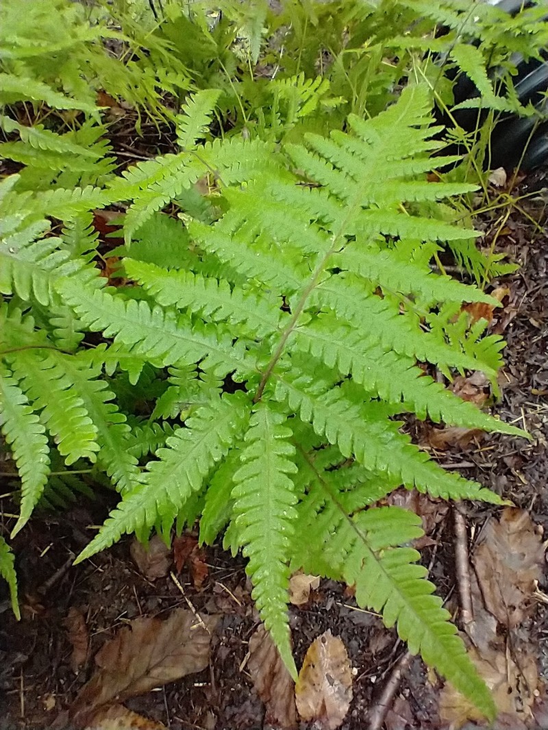 Phegopteris excelsior